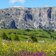 RS blumenwiese fruehling seiser alm und schlern